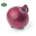 Chinese fresh red onion price per ton export